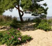 Pine and Dog roses on beach